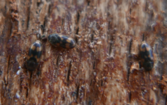 Litargus connexus