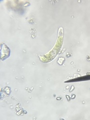 Euglena