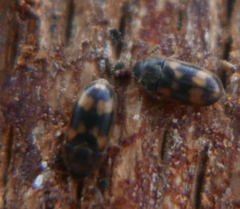 Litargus connexus