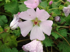 Palaua rhombifolia