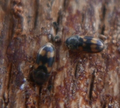 Litargus connexus