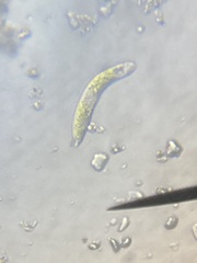 Euglena