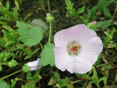 Palaua rhombifolia