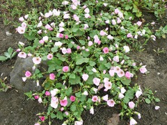 Palaua rhombifolia