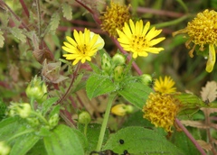 Philoglossa peruviana