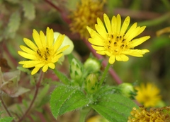 Philoglossa peruviana