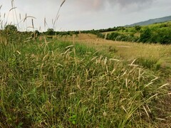 Hordeum bulbosum