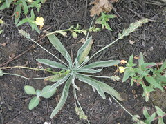 Plantago limensis