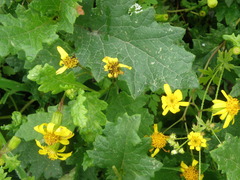 Lomanthus lomincola