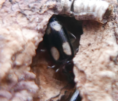 Dromius quadrimaculatus