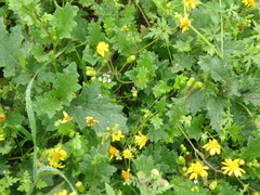 Lomanthus lomincola