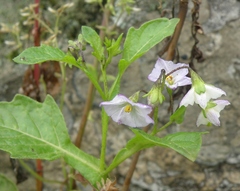 Solanum montanum