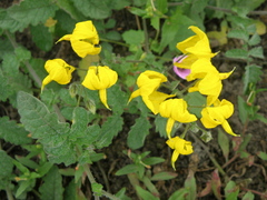 Solanum peruvianum