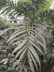 Bactris coloradonis