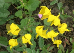 Solanum peruvianum