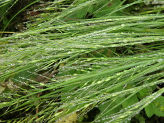 Festuca myuros