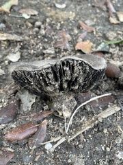 Agaricus bitorquis