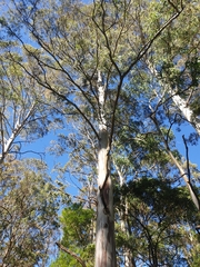 Eucalyptus nobilis