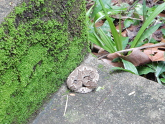 Bothrops jararaca