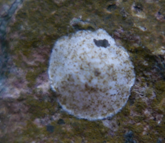 Trachelidae
