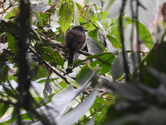 Malacoptila fulvogularis