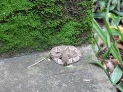 Bothrops jararaca