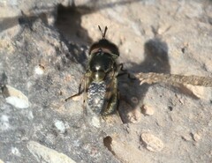 Copestylum marginatum