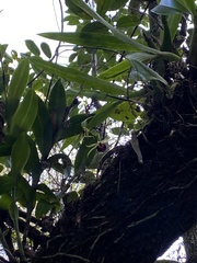 Prosthechea cochleata