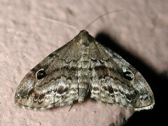 Melanomma auricinctaria