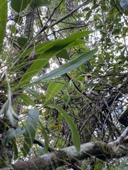 Prosthechea cochleata