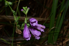 Physostegia purpurea