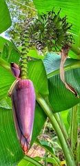Musa acuminata siamea