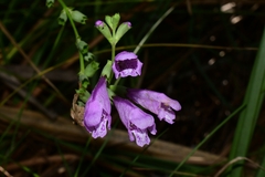 Physostegia purpurea