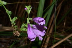 Physostegia purpurea