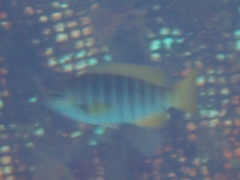 Girella zebra