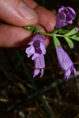 Physostegia purpurea