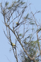 Treron phoenicopterus