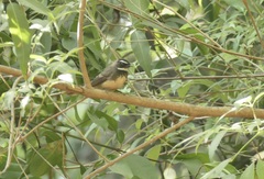 Rhipidura albogularis