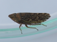 Aphrodes makarovi