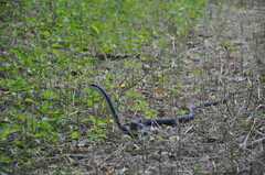 Coluber constrictor paludicola