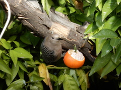 Melanerpes uropygialis