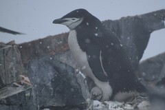 Pygoscelis antarcticus