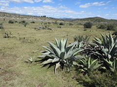 Agave asperrima