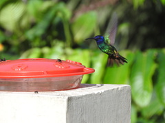 Chrysuronia oenone