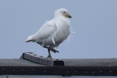 Chionis albus