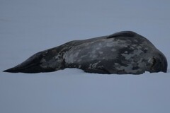 Leptonychotes weddellii