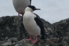 Leucocarbo bransfieldensis