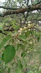 Croton lachnostachyus