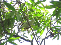 Leiothlypis peregrina