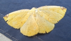 Perusia aurantiacaria